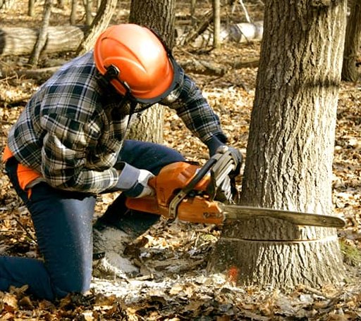 Tree Removal in Clarksville, VA